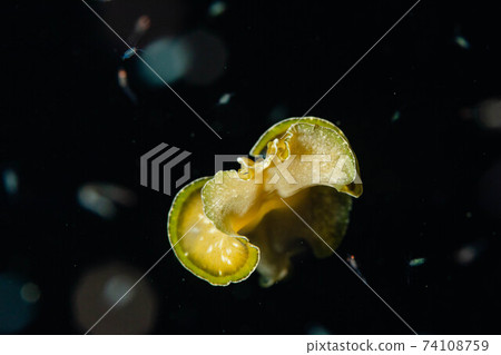Polycladida floating in the sea at night Polycladida floating in the sea at night 74108759