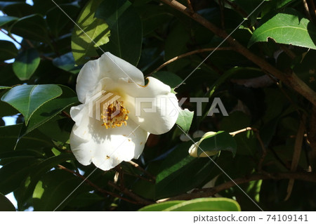White camellia that blooms in the middle of winter 74109141