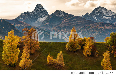 Autumn in Davos Grisons Switzerland, yellow coloured trees 74109267