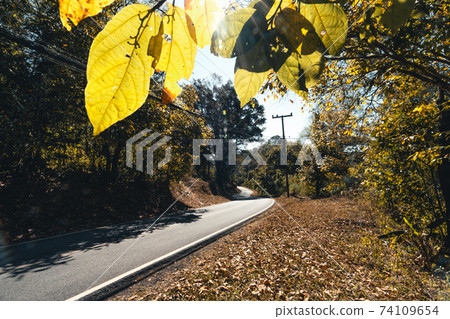 Roads and trees fall in summer evenings Roads and trees fall in summer evenings 74109654