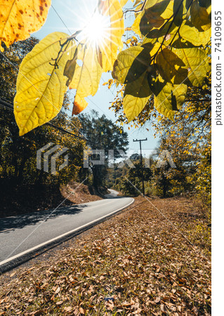 Roads and trees fall in summer evenings Roads and trees fall in summer evenings 74109655