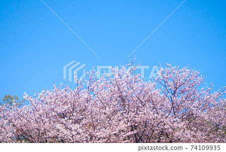 Cherry tree in full bloom Cherry tree in full bloom 74109935