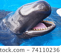 偽虎鯨 74110236