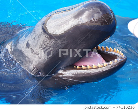 偽虎鯨 偽虎鯨 74110236