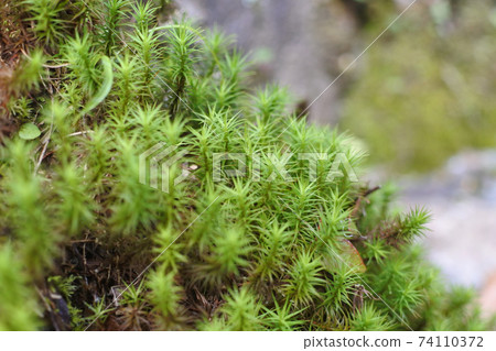 Oosugigoke,在森林裡的牛群 Oosugigoke,在森林裡的牛群 74110372