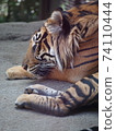 一隻老虎 74110444