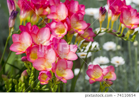 Freesia Freesia 74110654