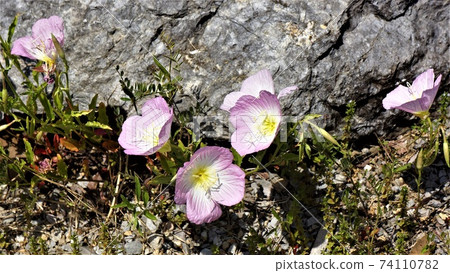 Pretty light pink "Pinkladies" Pretty light pink "Pinkladies" 74110782