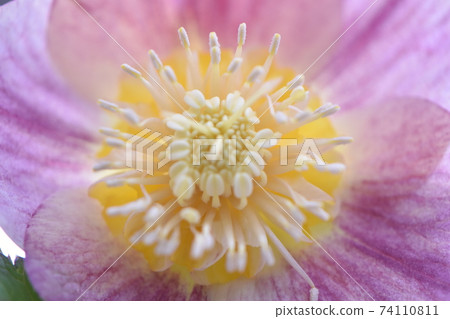 Hellebore's bright Christmas rose 74110811