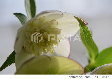 赫勒伯爾的璀璨聖誕玫瑰 赫勒伯爾的璀璨聖誕玫瑰 74110816