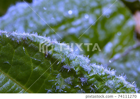 Ice crystal Ice crystal 74111270