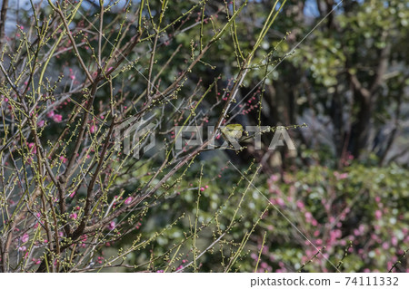 White-eye 2021 (winter) White-eye 2021 (winter) 74111332