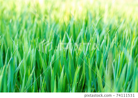 spring background with grass on meadow 74111531