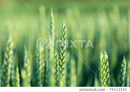 unripe green wheat field in summertime 74111541