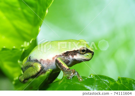 Juvenile Japanese frog youth Juvenile Japanese frog youth 74111604