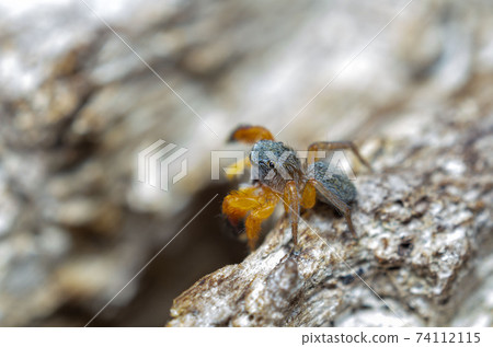Kataoka Hetri Kataoka Hetri 74112115