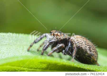 Mamijiro Hetri 74112414