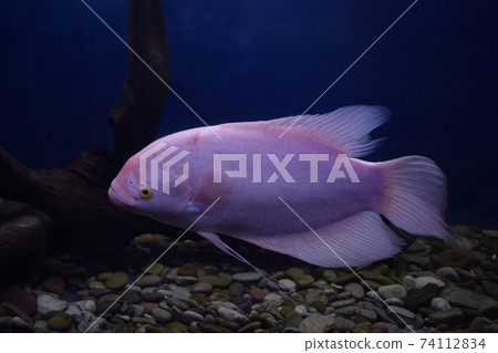 Osphronemus Goramy close-up. Big fish. 74112834
