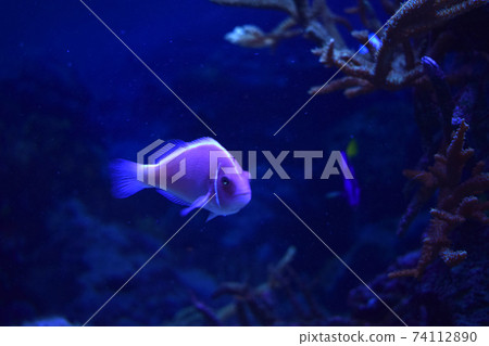 a pink anemonefish living in the tentacles of its host anemone a pink anemonefish living in the tentacles of its host anemone 74112890