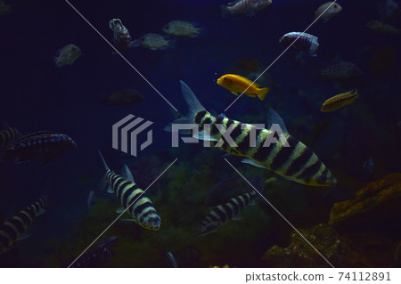 Aquarium fish. Leporinus fasciatus portrait Aquarium fish. Leporinus fasciatus portrait 74112891