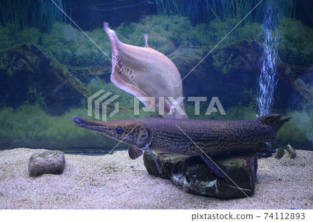 Spotted gar (Lepisosteus oculatus). Spotted gar (Lepisosteus oculatus). 74112893