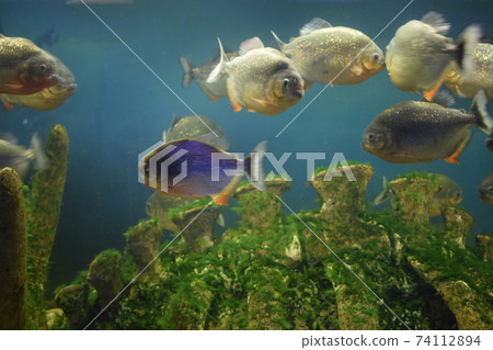 Close up of piranha, Pygocentrus nattereri, Cuxiu Muni, Amazon River, Piranha fish in the aquarium Close up of piranha, Pygocentrus nattereri, Cuxiu Muni, Amazon River, Piranha fish in the aquarium 74112894