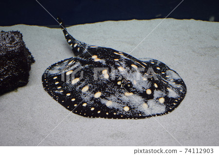 Stingray swimming in aquarium tank. Stingray closeup view 74112903