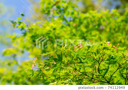 八國寺楓葉花 八國寺楓葉花 74112949