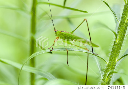 Phaneroptera楹 74113145