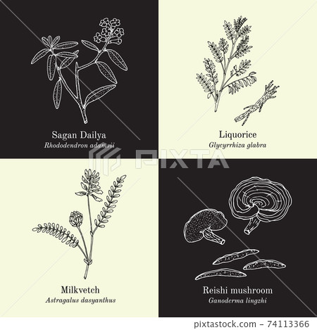 Set of adaptogenic medicinal plants 74113366