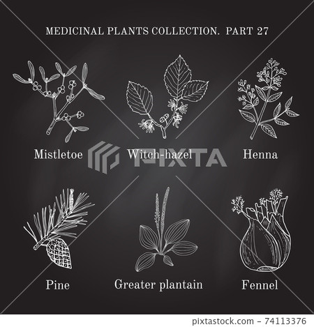 Vintage collection of hand drawn medical herbs and plants Vintage collection of hand drawn medical herbs and plants 74113376