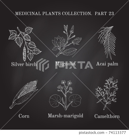 Vintage collection of hand drawn medical herbs and plants Vintage collection of hand drawn medical herbs and plants 74113377