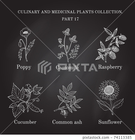 Vintage collection of hand drawn medical herbs and plants Vintage collection of hand drawn medical herbs and plants 74113385