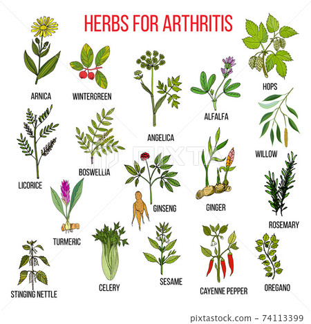 Herbs to fight arthritis boswellia, willow, celery, ginger, arnica, wintergreen, andelica, alfalfa, hop, licorice, ginseng, rosemary, turmeric, stringing nettle, sesame, cayenne pepper, oregano 74113399