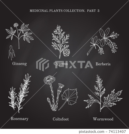 Vintage collection of hand drawn medical herbs and plants cypress, berberis, ginseng, rosemary, wormwood, coltsfoot 74113407
