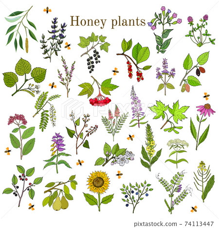 Plants - nectar sources for honey bees 74113447