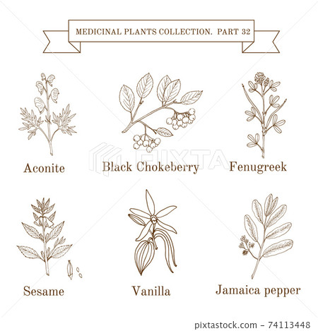 Vintage collection of hand drawn medical herbs and plants, aconite, black chokeberry, fenugreek, sesame, vanilla, jamaica pepper Vintage collection of hand drawn medical herbs and plants, aconite, black chokeberry, fenugreek, sesame, vanilla, jamaica pepper 74113448