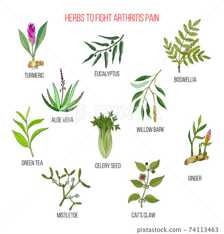 Herbs to fight arthritis pain turmeric, eucalyptus, boswellia, aloe vera, willow, celery, tea, mistletoe, ginger, cat claw Herbs to fight arthritis pain turmeric, eucalyptus, boswellia, aloe vera, willow, celery, tea, mistletoe, ginger, cat claw 74113463