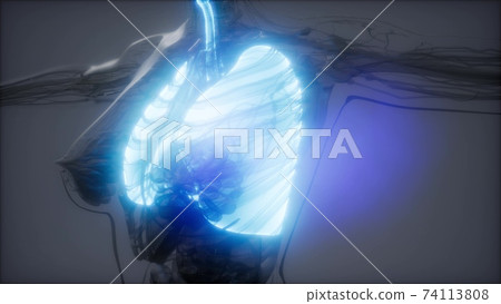 Human Lungs Radiology Exam 74113808