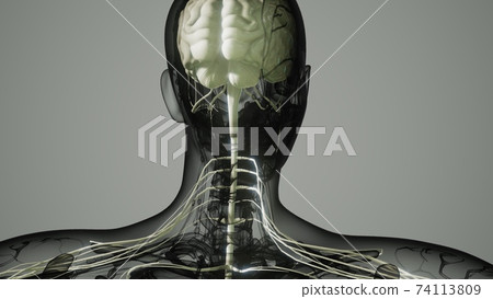 brain and nervous system of human 74113809