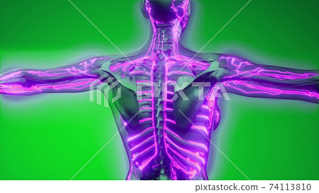 Blood Vessels of Human Body 74113810