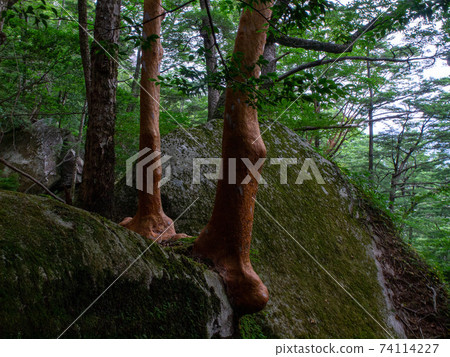 攀登宮崎縣九州的最後一個未開發地區奧上山 74114227