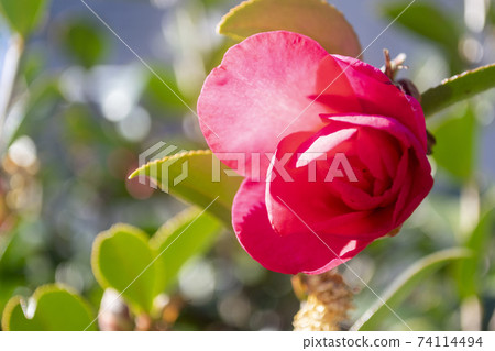 紅色sasanqua花 74114494