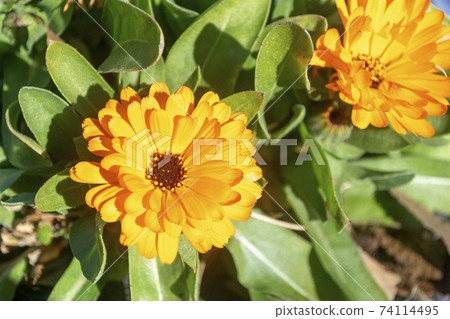 漂亮的橙色金盞花花 74114495