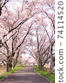 [長野]櫻花隧道 74114520
