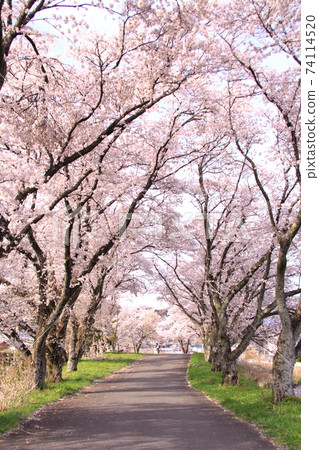 [長野]櫻花隧道 74114520