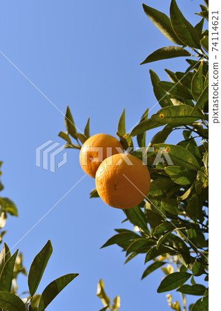Hassaku fruit Hassaku fruit 74114621