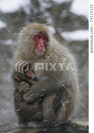 Parent and child of Japanese monkey Parent and child of Japanese monkey 74115123