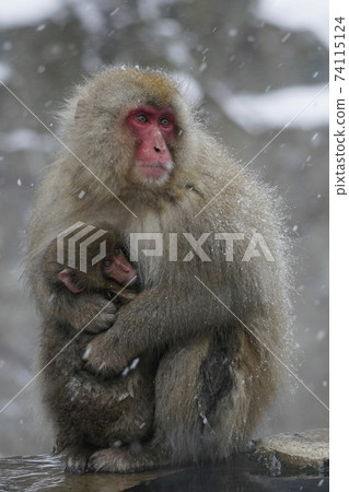 Parent and child of Japanese monkey 74115124