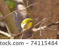 Winter maple and white-eye 74115484